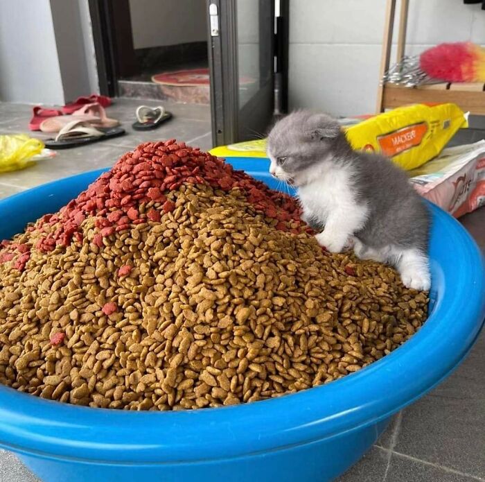 Gray and white kitten curiously perched on a large pile of dry cat food in a blue basin, showcasing animals who woke up and chose nonsense.