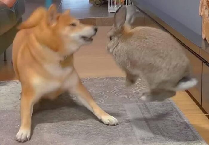 Dog and rabbit displaying playful and nonsensical behavior indoors on a rug in a home setting.