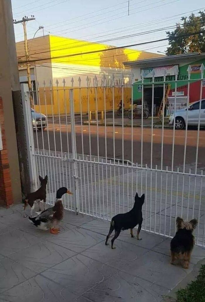 Three small dogs and a duck standing together behind a metal gate, looking out onto the street at sunset.