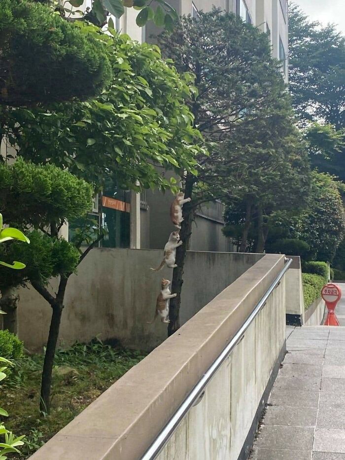 Three cats climbing a tree in an urban area showing animals who woke up and chose nonsense behavior.