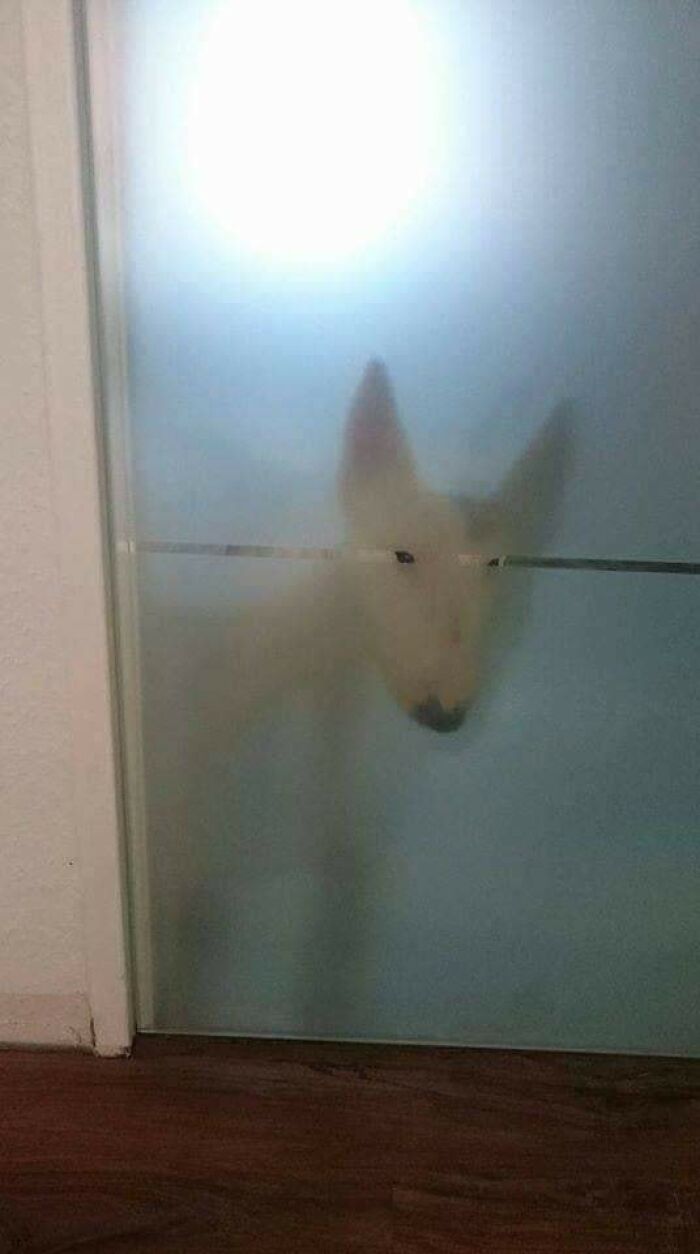 Blurry white dog standing behind frosted glass with light shining above, showing animals who woke up and chose nonsense.