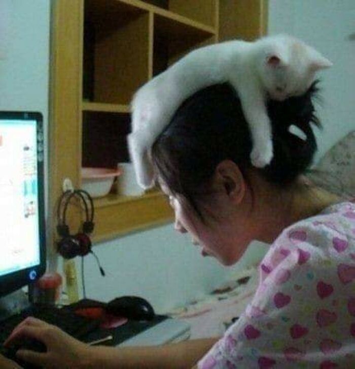 White kitten lying on a woman's head while she uses a computer showcasing funny animals who chose nonsense behavior.
