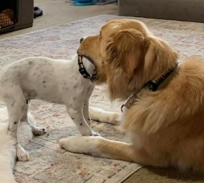 Golden retriever playfully holding smaller dog’s head in mouth, one of the animals who woke up and chose nonsense.