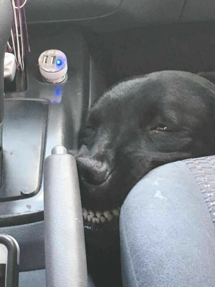 Black dog showing teeth with a silly smile while resting awkwardly between car seats, animal nonsense moment caught on camera.