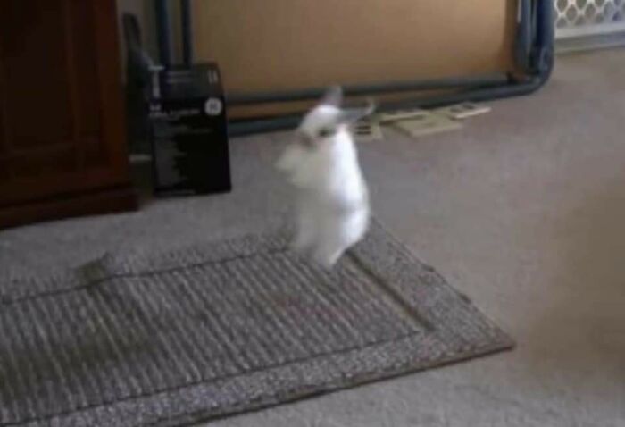 Blurry white rabbit mid-jump on a carpet in a living room, showcasing animals who woke up and chose nonsense.