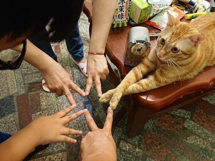 Orange cat lying on a wooden table with paws touching human fingers in a playful moment of animal nonsense.