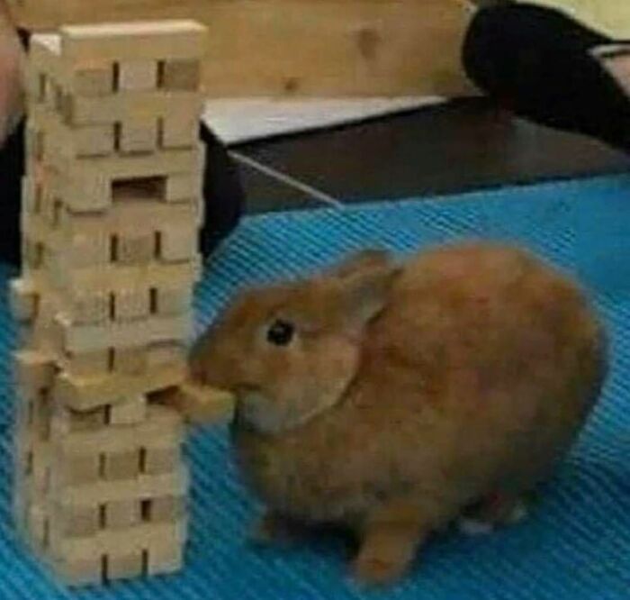 Brown rabbit nibbling on a wooden block from a Jenga tower, showcasing animals who woke up and chose nonsense.