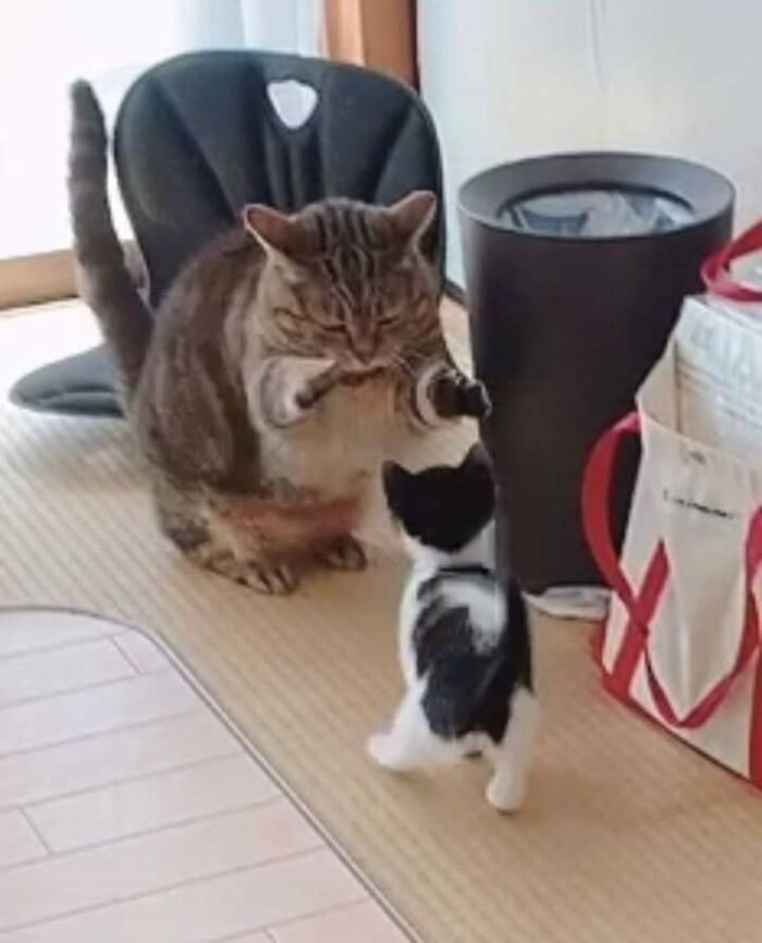 Tabby cat seemingly play-fighting with a small black and white kitten, a funny moment of animals waking up and choosing nonsense.