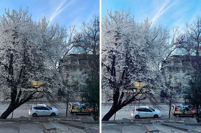 Side-by-side photos of a blossoming tree and parked cars, enhanced with Japan text for aesthetic appeal.