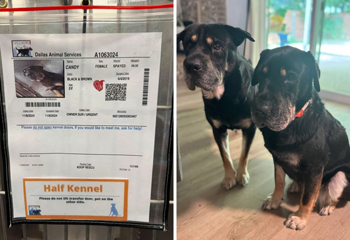 Kennel sign for a dog named Candy next to a photo of two black and brown dogs indoors showing dogs make lives better.