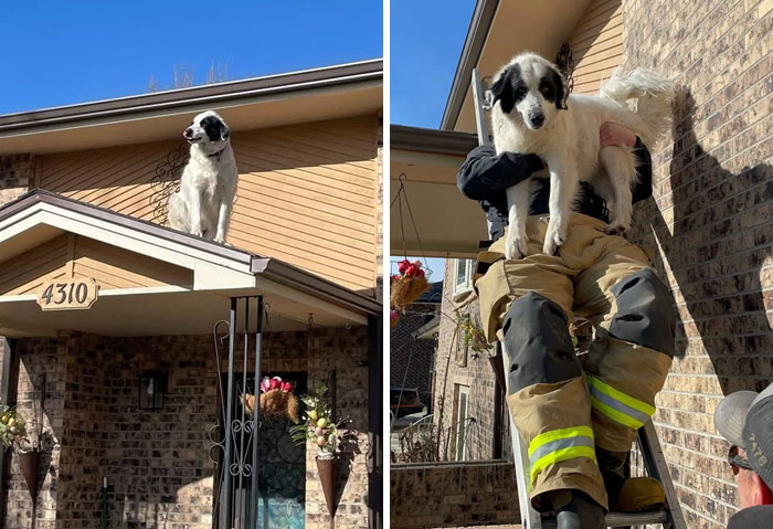 Dog perched on a roof rescued by a firefighter showing how dogs make our lives better in heartwarming moments.
