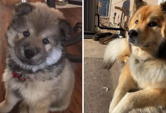 Two dogs showing adorable and calm expressions, highlighting how dogs make our lives better with their presence.