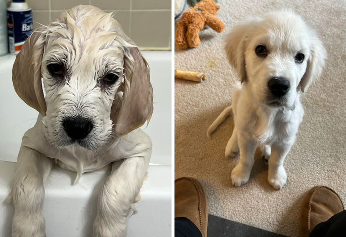 Two adorable puppies, one wet after a bath and the other sitting on carpet surrounded by toys, showing dogs brighten life.
