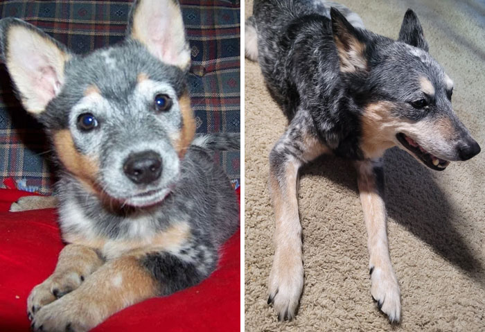 Blue heeler dog shown as a puppy and adult, illustrating how dogs make our lives better with their loving presence.