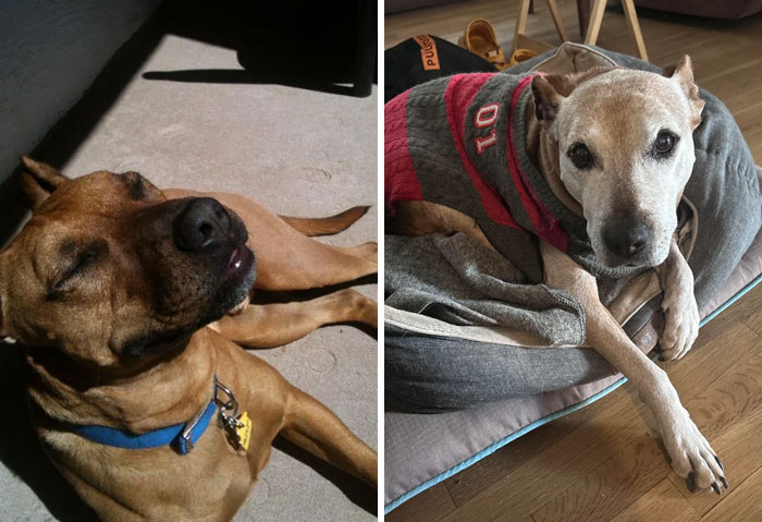 Two dogs relaxing indoors and outdoors, showcasing how dogs make our lives better with their comforting presence.