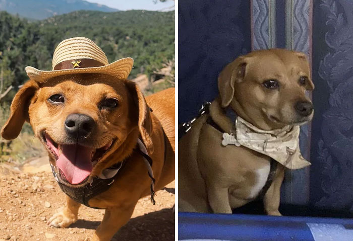 Happy dog outdoors wearing a small hat and another dog indoors with a bandana showing dogs make our lives better
