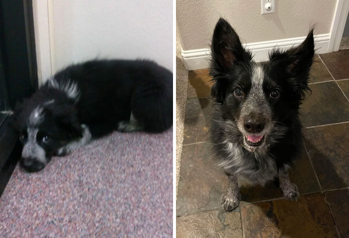 Two black and white dogs indoors showing the joy dogs bring, illustrating why dogs make our lives better.