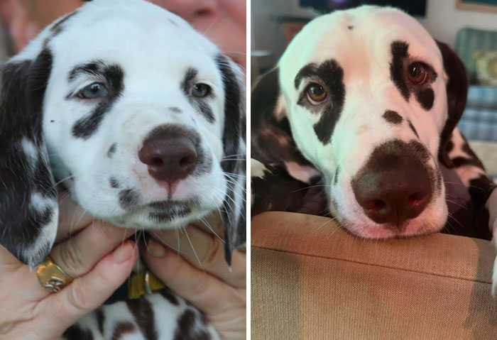Dalmatian puppy and adult dog showing how dogs make our lives better with their loving expressions and unique spots.