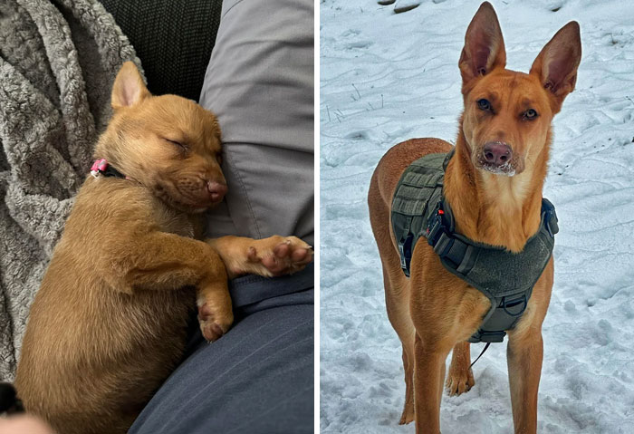 Sleeping brown puppy resting on a person and alert dog wearing a harness standing on snow showing dogs make lives better