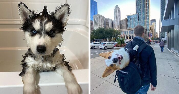 50 Dogs That Were So Adorable Even ‘We Rate Dogs’ Had To Break The Scale (New Pics)