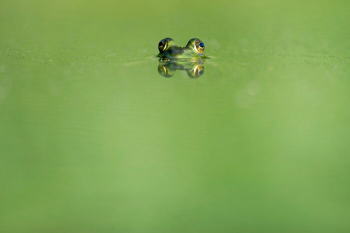 Close-up of a frog's eyes peeking above the water surface, illustrating absurd but true stories with a wild twist.