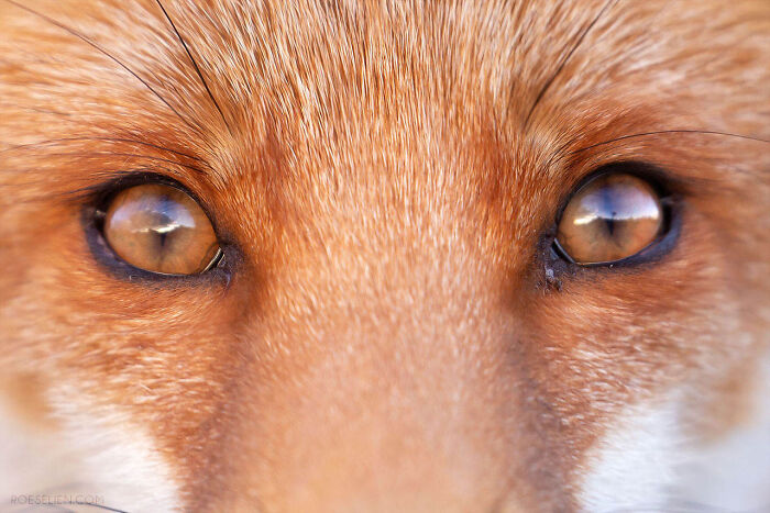 Foxes Are Way More Incredible Than You Think&mdash;Here Are 31 Proofs