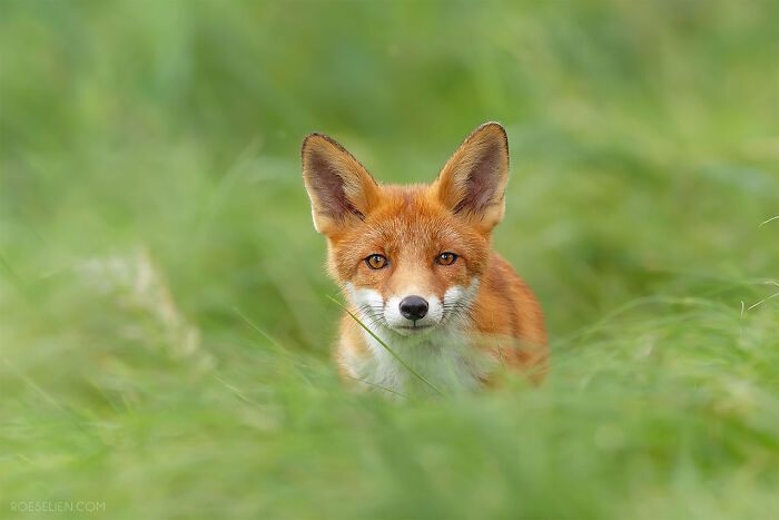 Foxes Are Way More Incredible Than You Think&mdash;Here Are 31 Proofs