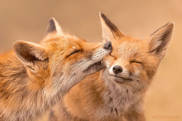 Foxes Are Way More Incredible Than You Think&mdash;Here Are 31 Proofs