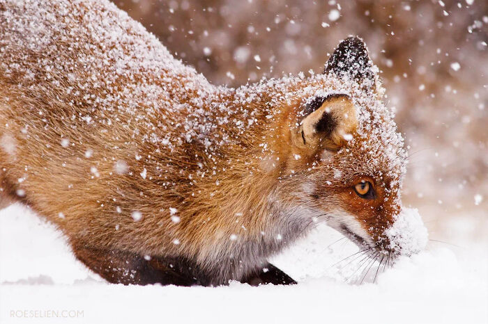 Foxes Are Way More Incredible Than You Think&mdash;Here Are 31 Proofs