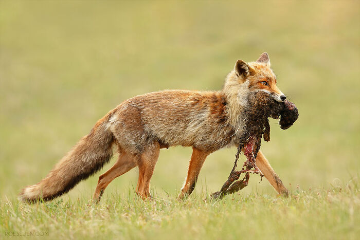 Foxes Are Way More Incredible Than You Think&mdash;Here Are 31 Proofs