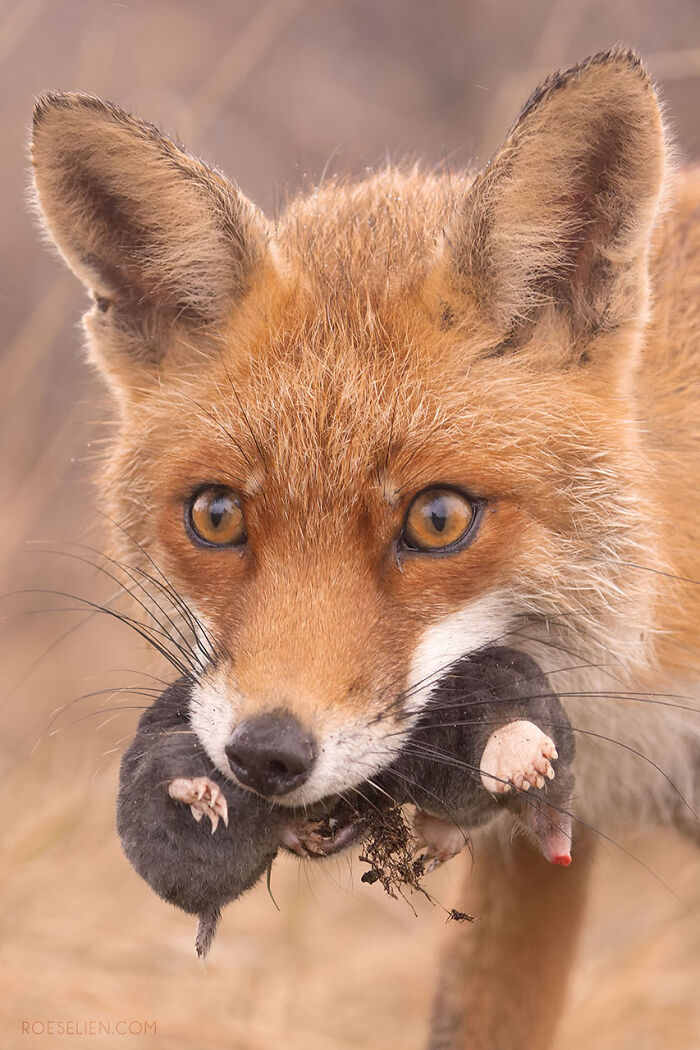 Foxes Are Way More Incredible Than You Think&mdash;Here Are 31 Proofs