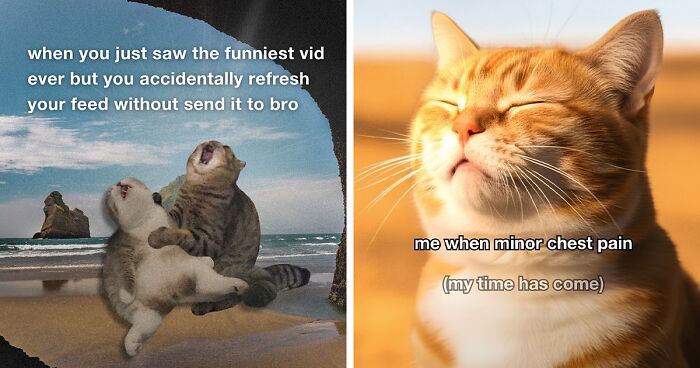 25 Hilariously Relatable Cat Memes That Are Probably Way Better Than Therapy