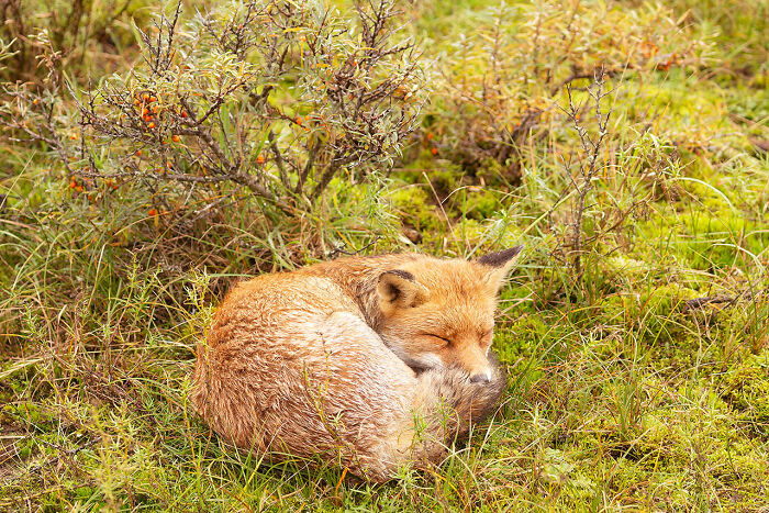 Foxes Are Way More Incredible Than You Think&mdash;Here Are 31 Proofs