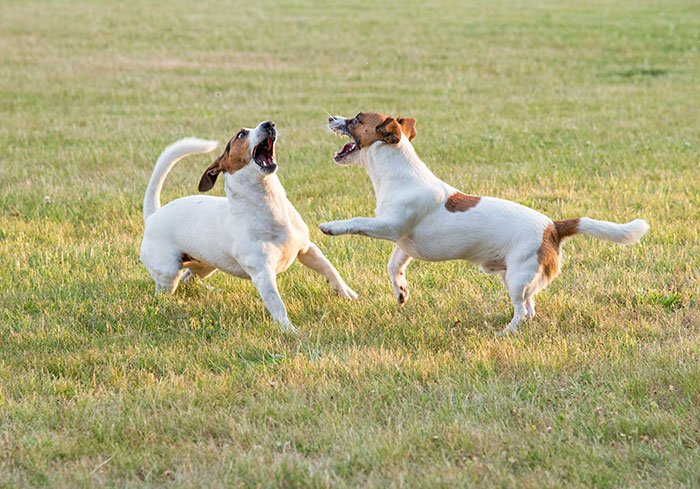 Two dogs barking and playing loudly on a grassy field, illustrating noisy neighbors with dogs.