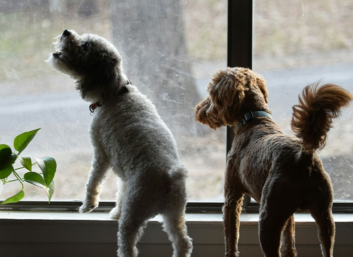 Two small dogs barking and looking out a window, illustrating noisy dogs disturbing neighbors indoors.