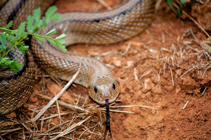Serpiente marrón en tierra seca mostrando lengua, ilustrando historias de personas afectadas por mentiras vividas.