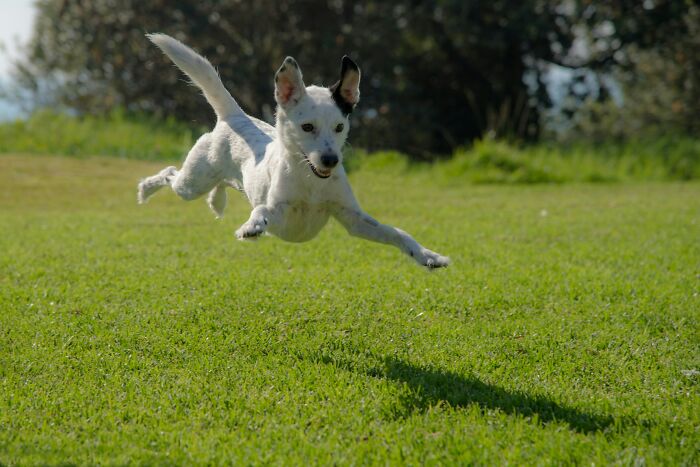 White dog leaping excitedly in green grass, capturing a joyful moment perfect for most insane dog mom things content.