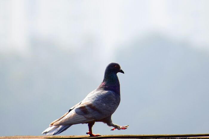 Pigeon walking on a railing in natural light, illustrating the etymology of common words through everyday objects.