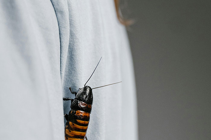 Large cockroach crawling on a person’s light gray shirt, illustrating one of the scariest things people have woken up to.