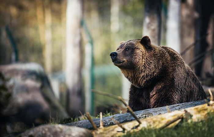 Brown bear sitting on a log in a forest, representing scary things people have woken up to in real-life encounters.