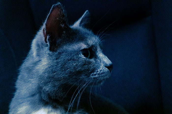 Gray cat awake at night, representing the scary things people have woken up to and close calls with heart attacks.