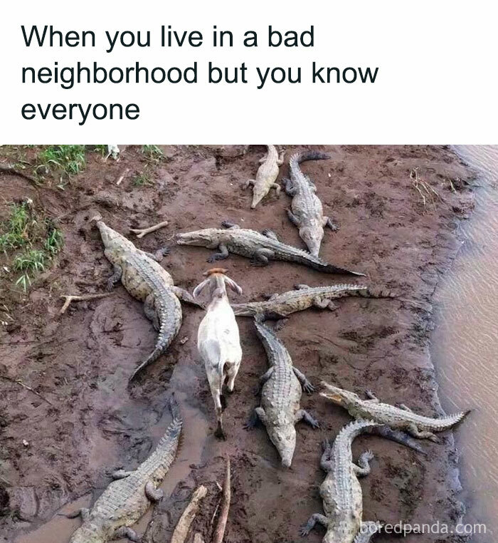 Goat surrounded by alligators on muddy ground representing self-deprecating memes feeling personally attacked.