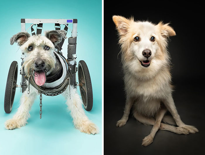 30 Stunning Photos That Show Dogs With Disabilities Are Full Of Life