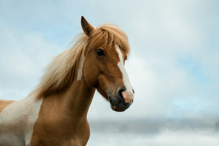 Close-up of a brown and white horse outdoors, illustrating absurd but true stories that are hard to believe.