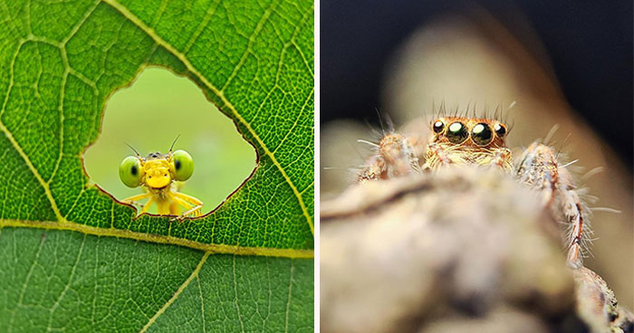 50 Stunning Macro Photos By Aditya Bhat Reveal The Extraordinary World Of Tiny Creatures