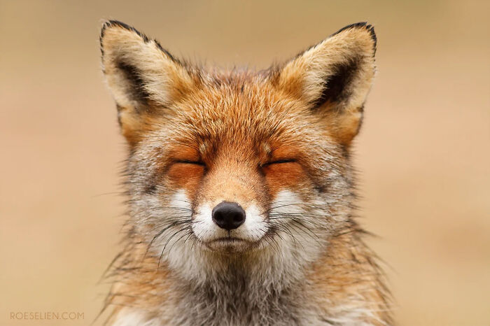 Foxes Are Way More Incredible Than You Think&mdash;Here Are 31 Proofs