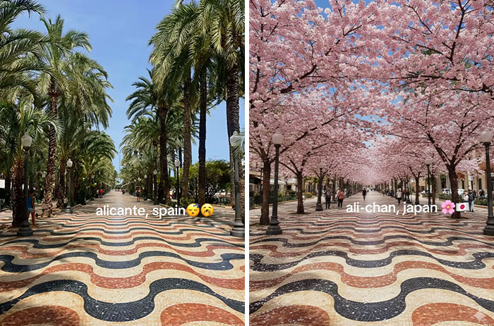 Side-by-side images showing a palm tree walkway and a cherry blossom walkway labeled Japan enhancing aesthetic appeal.
