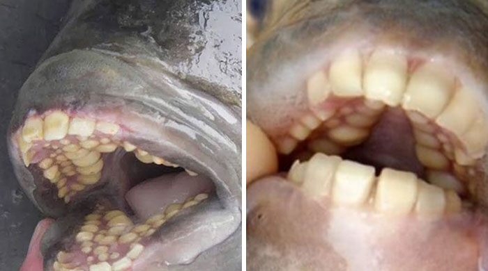 Close-up images of strange animal mouths with unusual human-like teeth, illustrating facts and stories about our world.