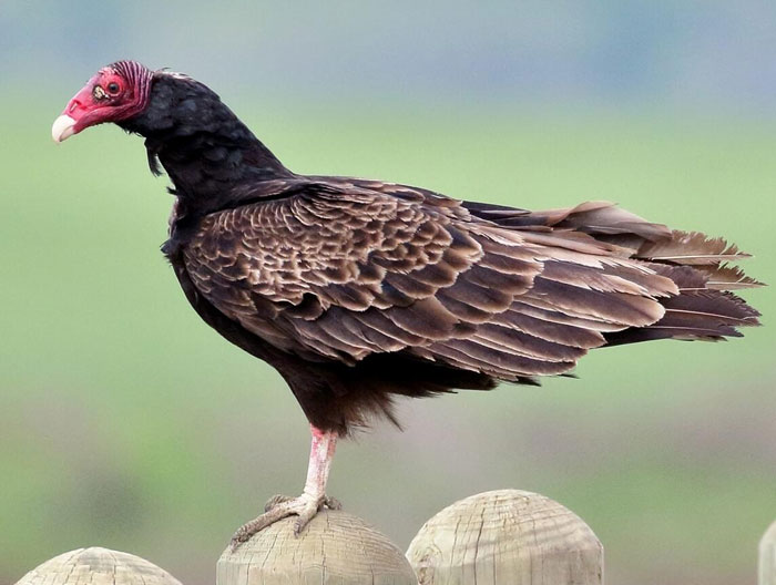 Turkey vulture perched on wooden post showcasing strange features in facts and stories about our world.