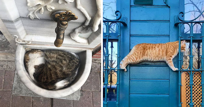 50 Pics Of Istanbul’s Most Charming Felines, Shared By This Online Community